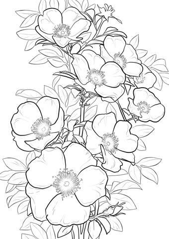 Cherokee Rose Coloring Page